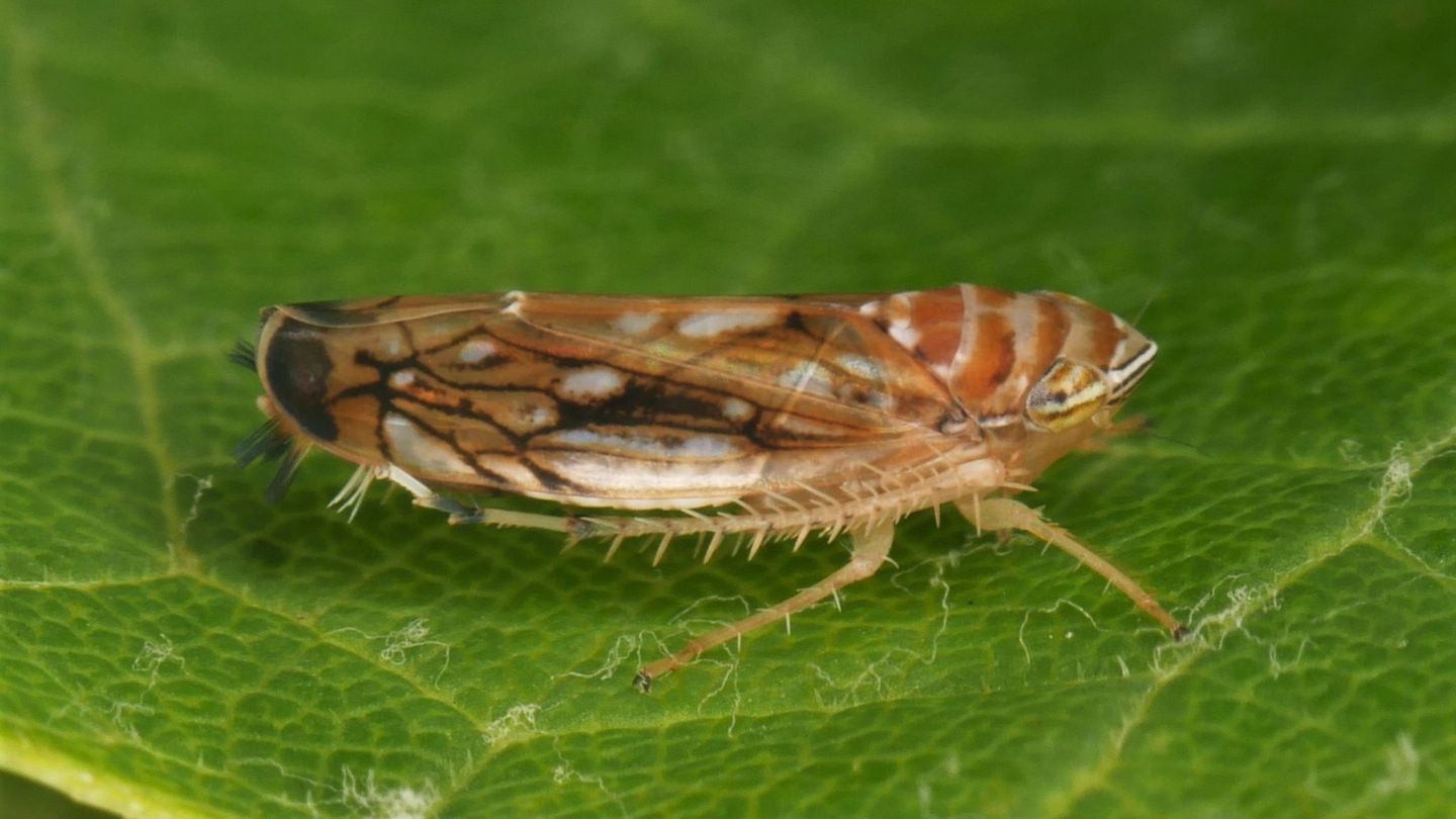 Weinbau: Neue Rebkrankheit nachgewiesen: Gefahr schneller Ausbreitung