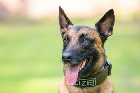 Der Polizeihund brachte den Flüchtigen schnell zu Boden. (Symbolbild) Foto: Mohssen Assanimoghaddam/dpa