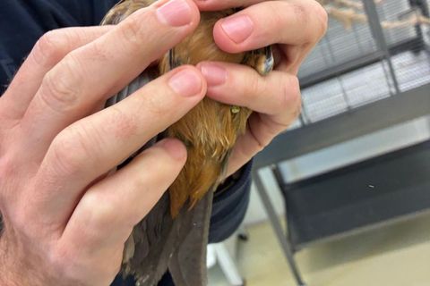 Insgesamt wurden sieben Singvögel im Gepäck der Reisenden entdeckt. Foto: -/Bayerische Kontrollbehörde für Lebensmittelsicherhei