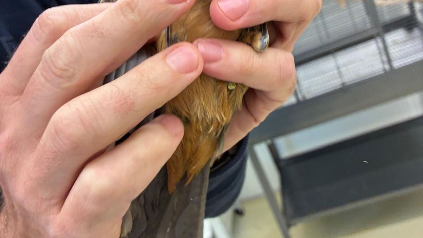 Insgesamt wurden sieben Singvögel im Gepäck der Reisenden entdeckt. Foto: -/Bayerische Kontrollbehörde für Lebensmittelsicherhei