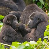 Gorilla Gruppe mit Jungtier