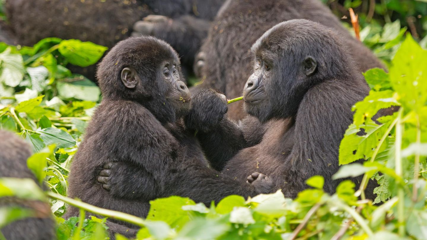 Gorilla Gruppe mit Jungtier
