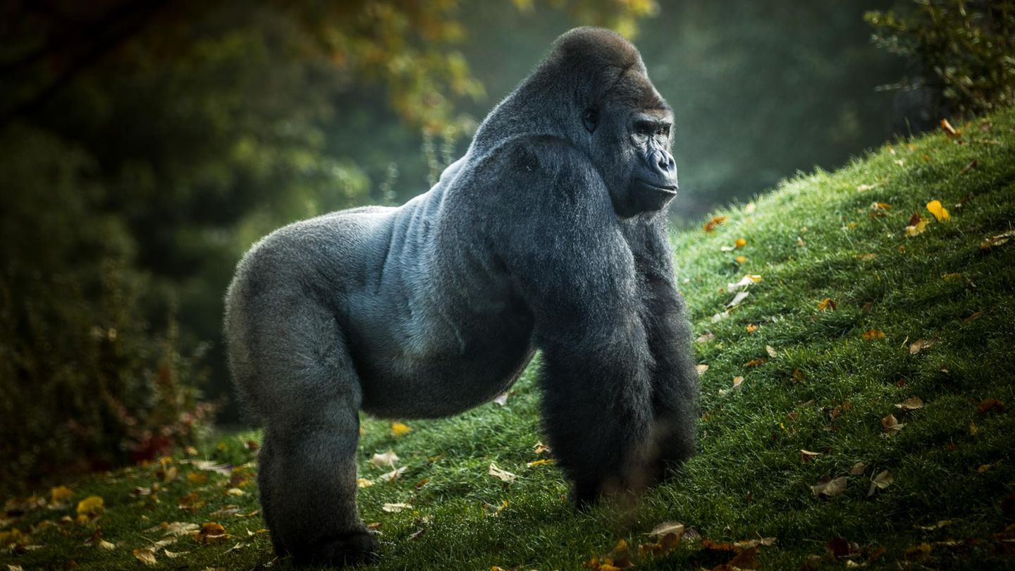 Stattlicher Gorilla