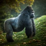 Stattlicher Gorilla