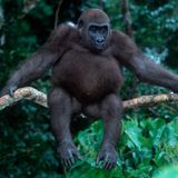 Gorilla auf Ast
