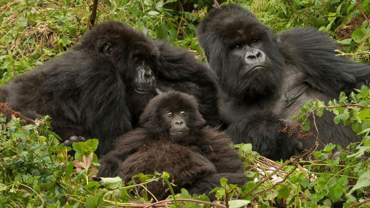 Gorillafamilie
