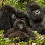 Gorillafamilie