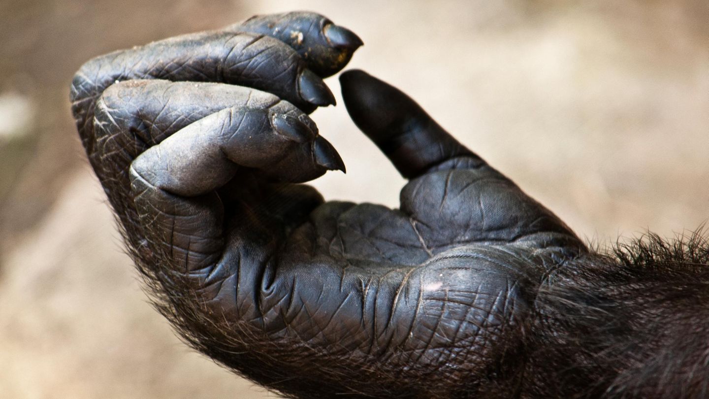Gorillahand