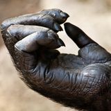 Gorillahand