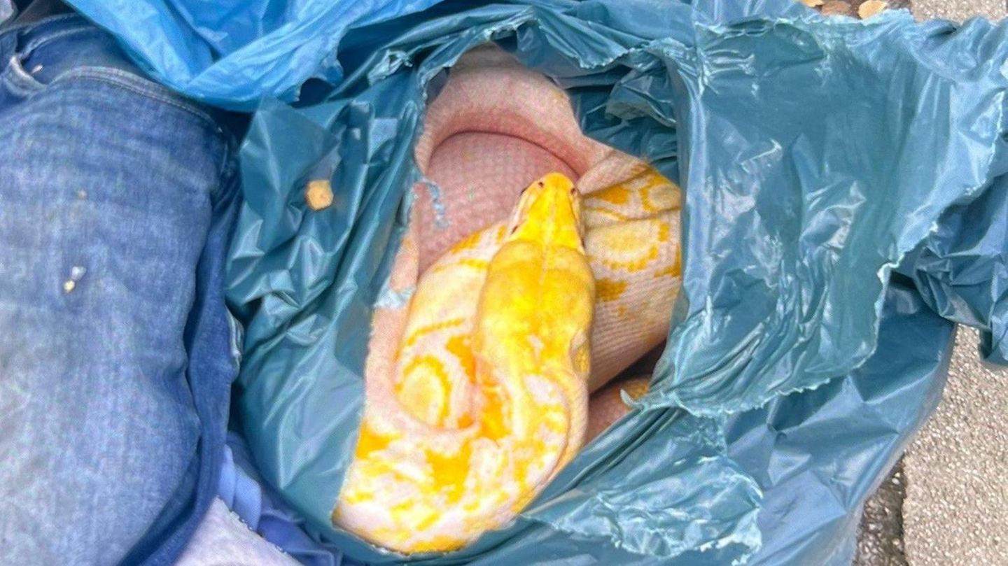 Drei-Meter-Python: Tote Riesenschlange beim Kleidercontainer gefunden