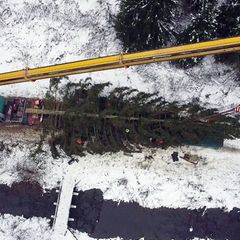 Die Fichte aus dem Oberharz soll am Dienstag am Bundestag aufgestellt werden. Foto: -/dpa