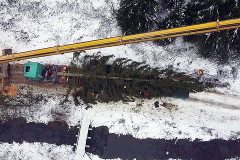 Die Fichte aus dem Oberharz soll am Dienstag am Bundestag aufgestellt werden. Foto: -/dpa
