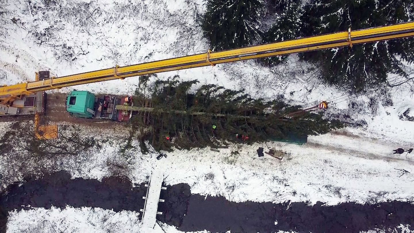 Weihnachten in der Hauptstadt: Weihnachtsbäume aus dem Harz und Thüringen zieren Berlin