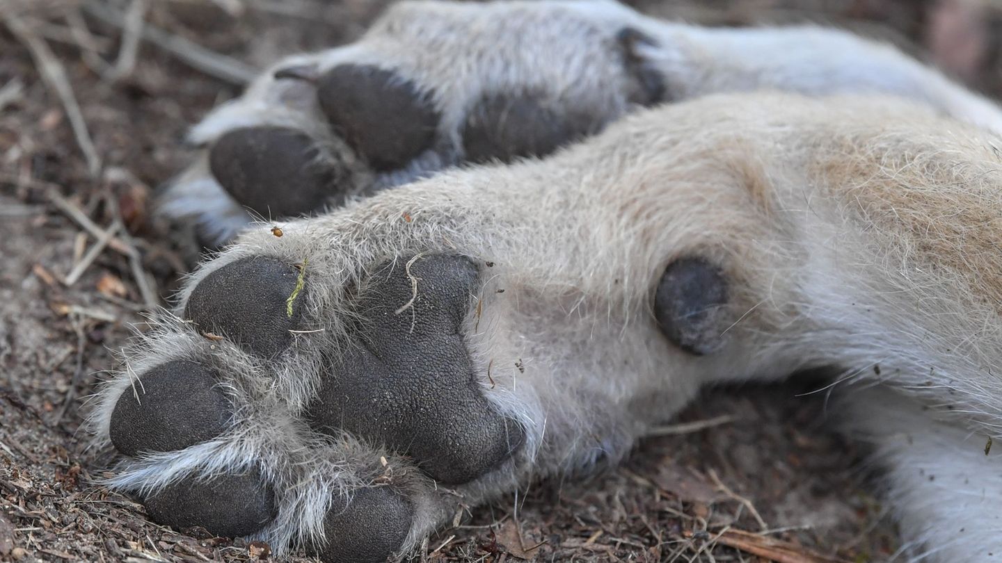 Ein im Landkreis Regensburg gefundener toter Wolf könnte erschossen worden sein.(Symbolbild) Foto: Patrick Pleul/dpa