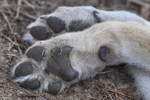 Ein im Landkreis Regensburg gefundener toter Wolf könnte erschossen worden sein.(Symbolbild) Foto: Patrick Pleul/dpa