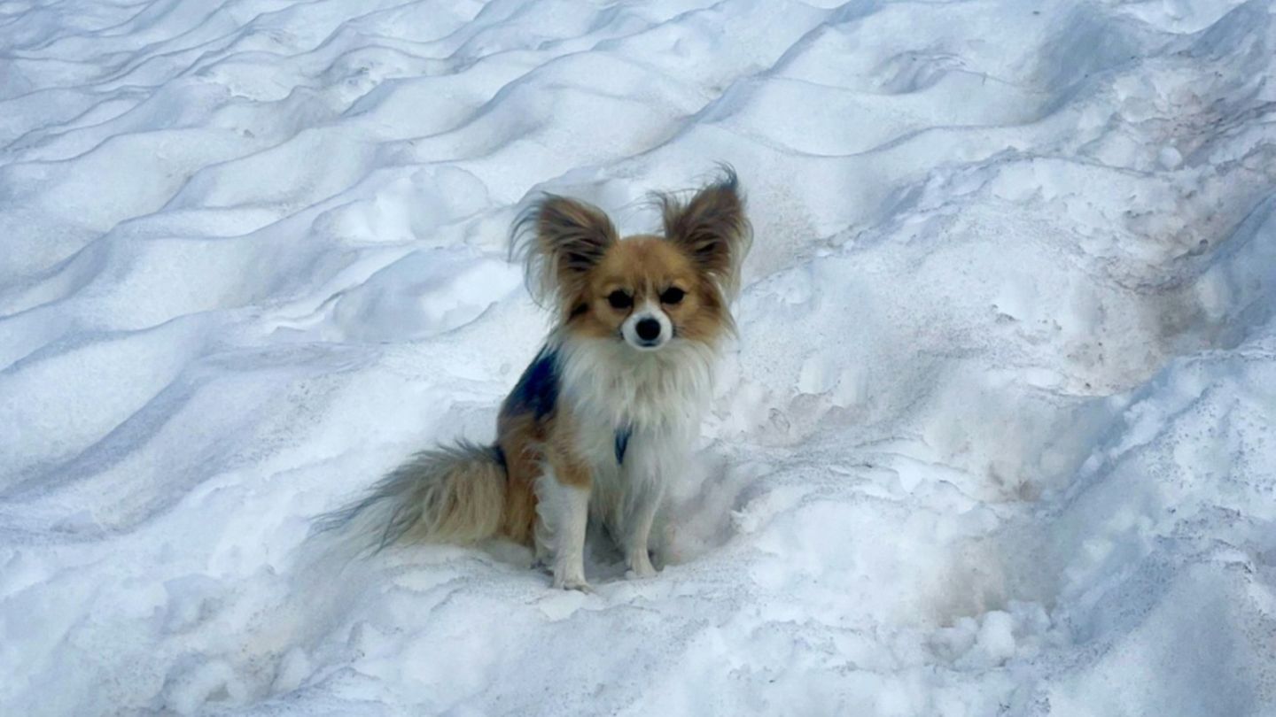 Studie: Die meisten Hunde haben etwas Wolfs-DNA - auch kleine Chihuahuas