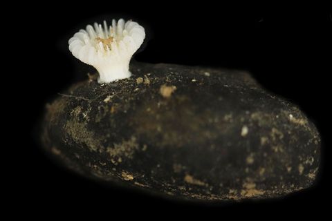 Forscher haben die bislang unbekannte Korallenart in der Tiefsee entdeckt. Foto: Guadalupe Bribiesca-Contreras/National Oceanogr