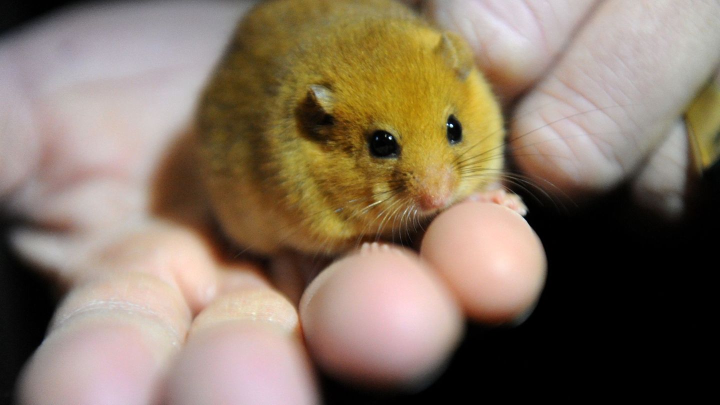 23 Haselmäuse wurden mit einem Trick ins neue Quartier gelockt. (Archivbild) Foto: picture alliance / Carsten Rehder/dpa