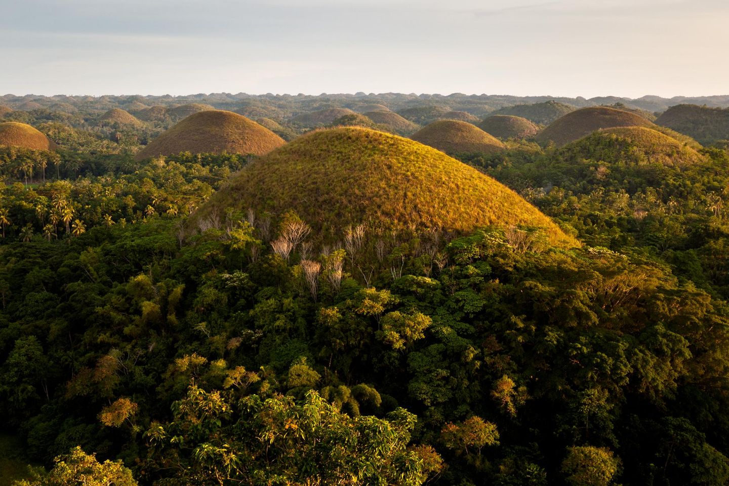 Riesige Erhebungen auf der philipinischen Insel Bohol, welche wegen ihrer Trockenheit braun werden, mitten im Wald