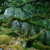Ein mit Moos überwachsener Eichenwald, ein Regenwald Großbritaniens