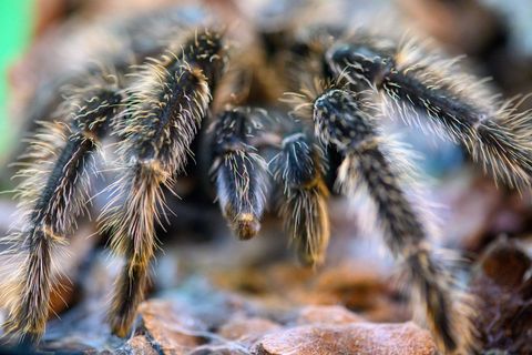 In zwölf Terrarien werden Vogelspinnen gezeigt, die zuvor beschlagnahmt worden waren. Foto: Klaus-Dietmar Gabbert/dpa