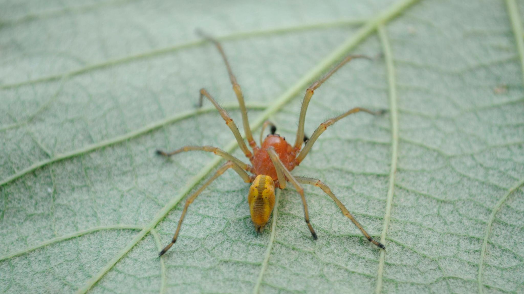 Der Ammen-Dornfinger, eine giftige Spinne
