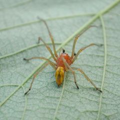 Der Ammen-Dornfinger, eine giftige Spinne
