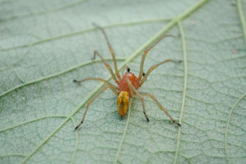 Der Ammen-Dornfinger, eine giftige Spinne