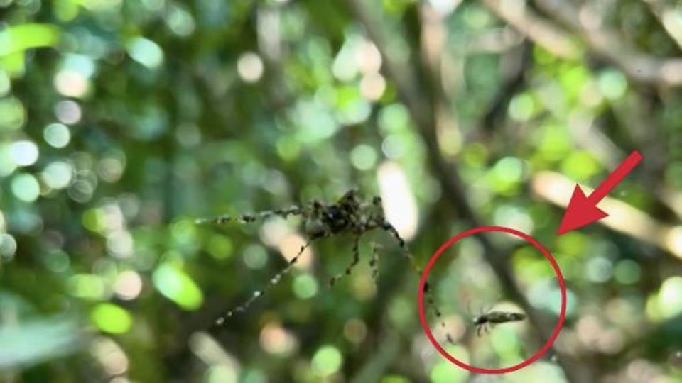 Eine Cyclosa-Spinne baut aus Beuteresten eine große Attrappe, die Fressfeinde wie Wespen oder Vögel abschreckt.