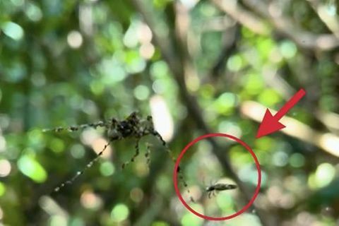 Eine Cyclosa-Spinne baut aus Beuteresten eine große Attrappe, die Fressfeinde wie Wespen oder Vögel abschreckt.