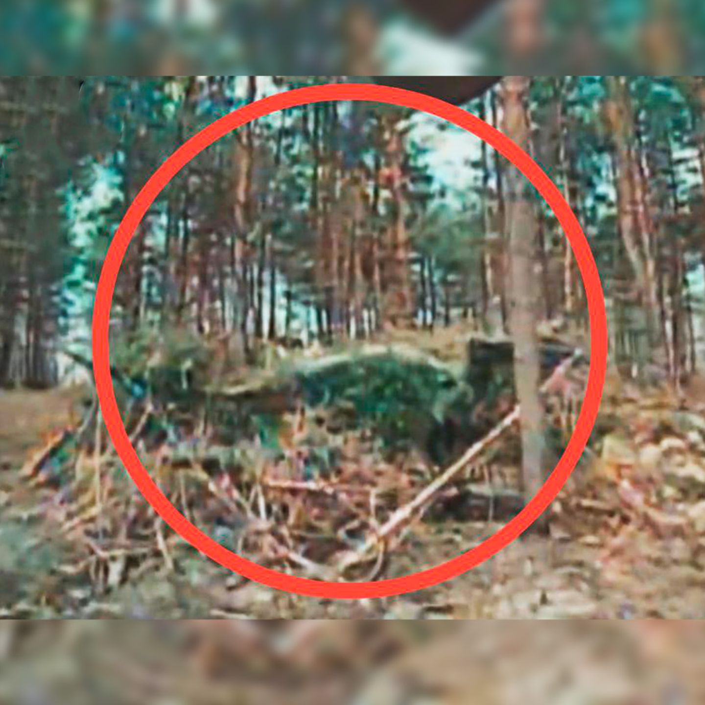 Eine Aufnahme von einem russischen Panzer, der unter Ästen und Blättern versteckt ist.