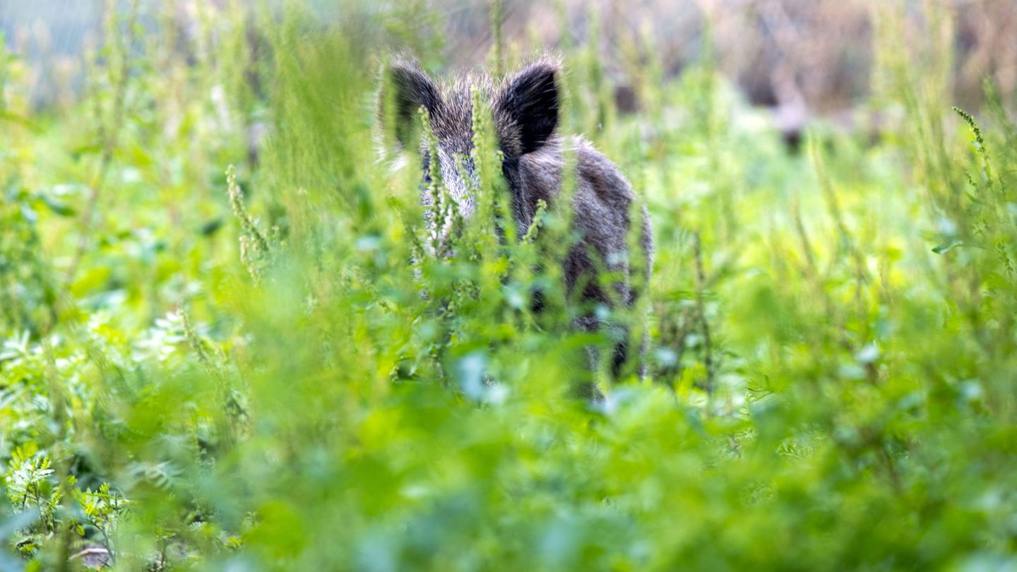 Jagdhunde können sich bei Wildschweinen mit der Aujeszkyschen Krankheit anstecken. Der Verlauf ist dann tödlich. (Symbolbild) Fo