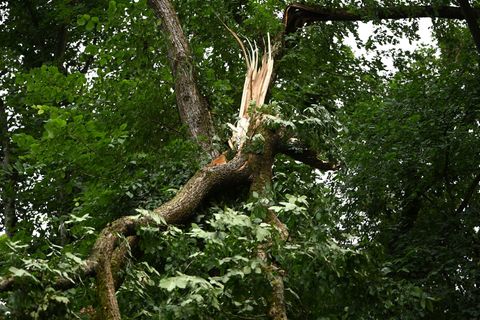 Schwere Stürme hatten im Sommer in den Berliner Wäldern schwere Schäden verursacht. (Archivbild) Foto: Michael Brandt/dpa