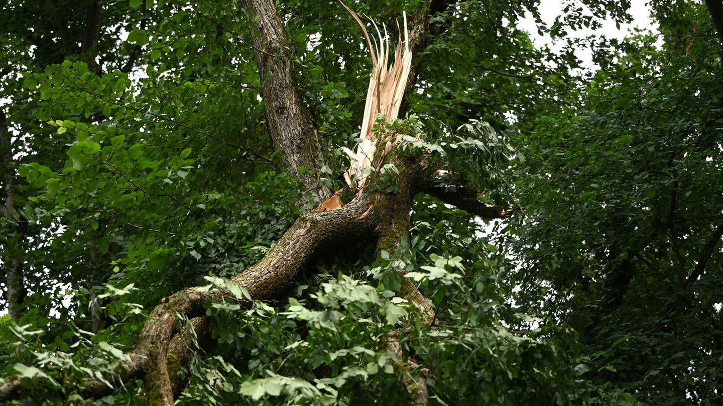 Schwere Stürme hatten im Sommer in den Berliner Wäldern schwere Schäden verursacht. (Archivbild) Foto: Michael Brandt/dpa
