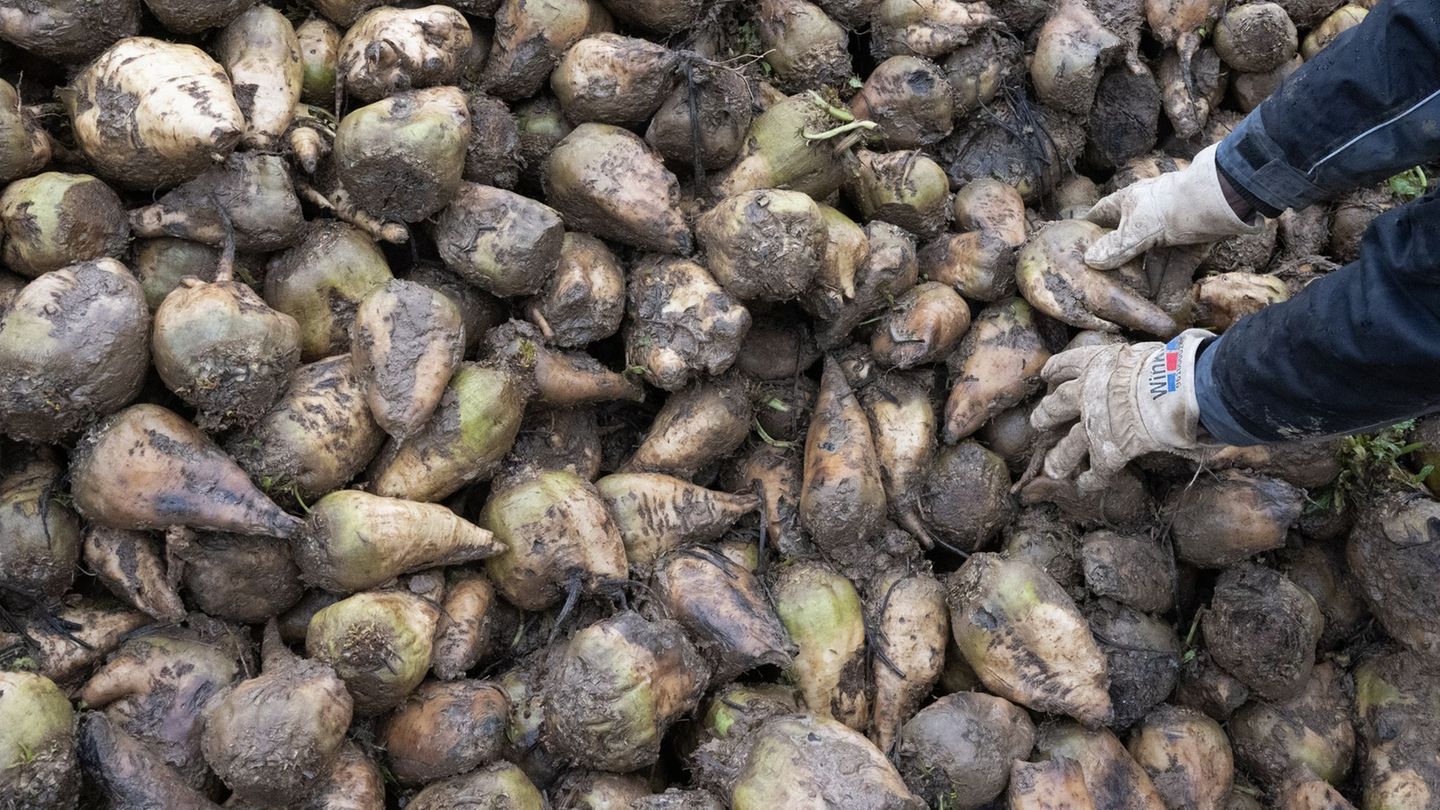 In Bayern sind die Zuckerrübenfelder für diese Saison vielerorts bereits abgeerntet. (Archivbild) Foto: Marijan Murat/dpa