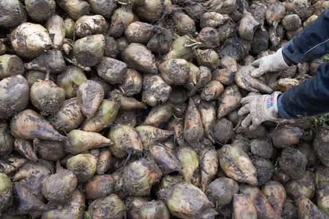 In Bayern sind die Zuckerrübenfelder für diese Saison vielerorts bereits abgeerntet. (Archivbild) Foto: Marijan Murat/dpa