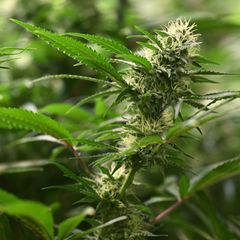 Eine genaue Anzahl der bisher legal angebauten Cannabispflanzen in Schleswig-Holstein ist nicht bekannt. (Symbolbild) Foto: Mart