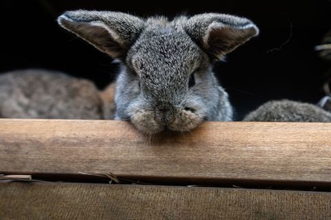 Ein Kaninchen landete auf dem Wittenberger Polizeirevier. (Symbolfoto) Foto: Frank Rumpenhorst/dpa