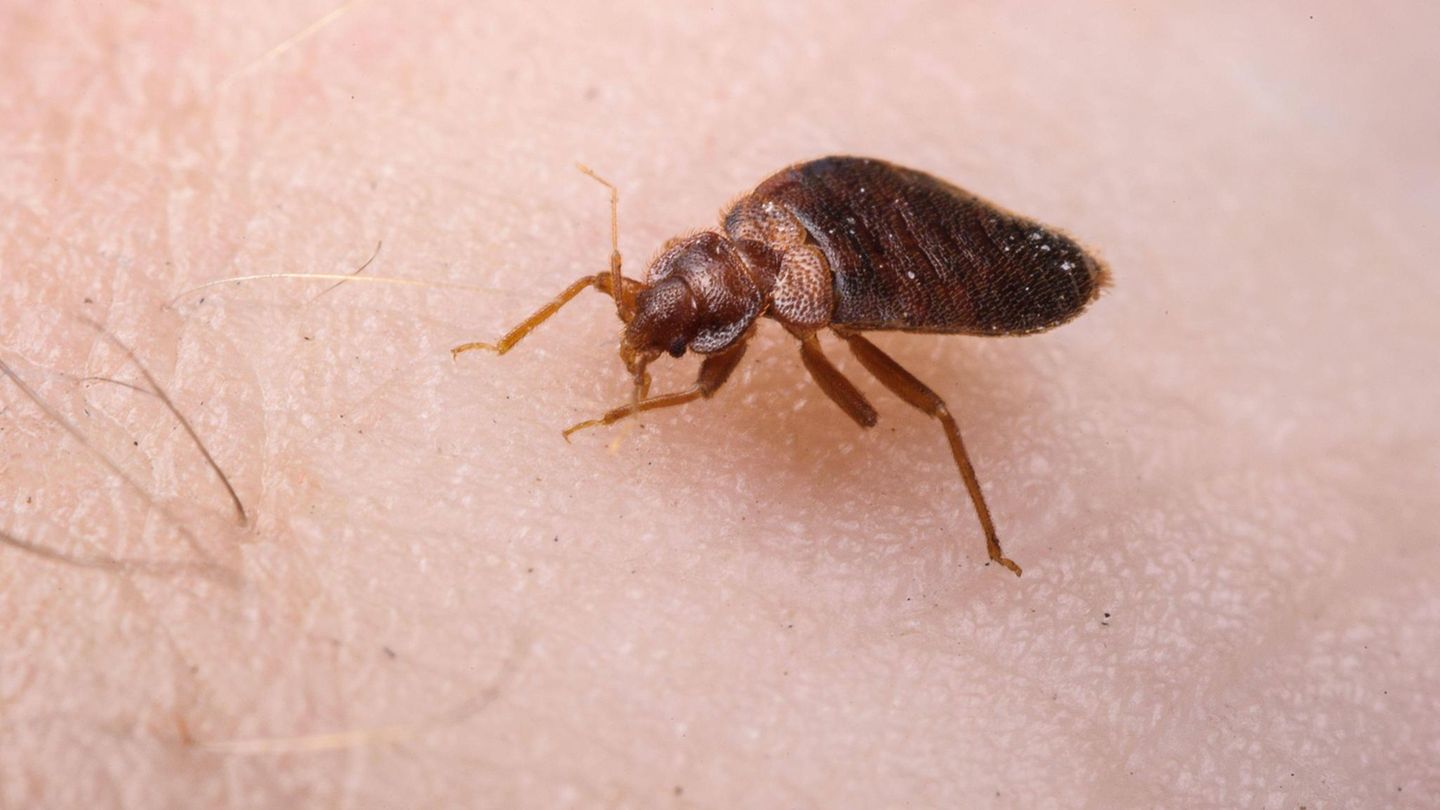 Bettwanzen ernähren sich von menschlichem Blut