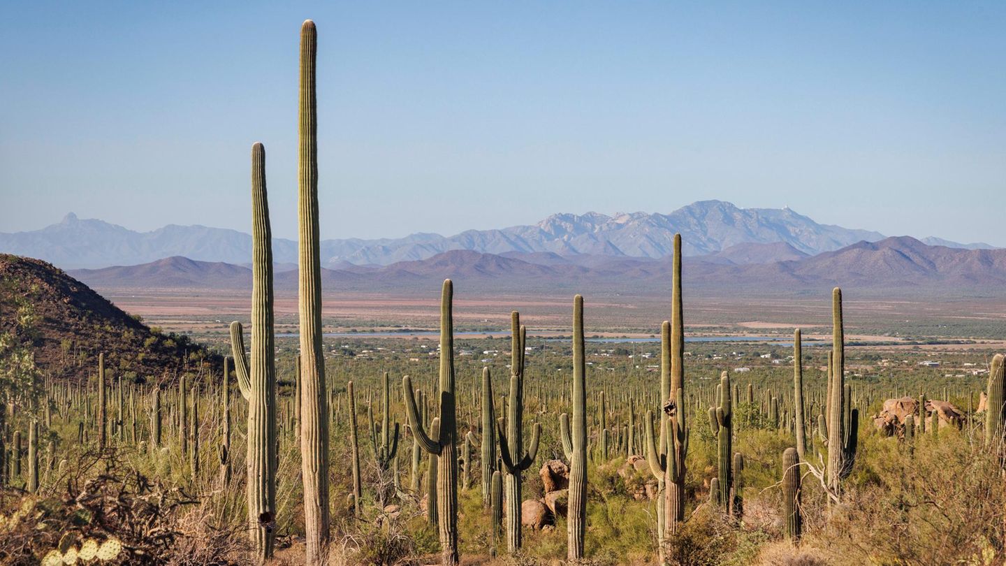 Blick auf den Saguaro National Park im US-Bundesstaat Arizona