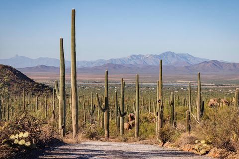 Blick auf den Saguaro National Park im US-Bundesstaat Arizona