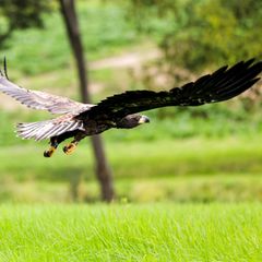 Erfolg für den Naturschutz: Drei Paare der äußerst seltenen Seeadler haben in NRW erfolgreich gebrütet und sieben Jungvögel groß