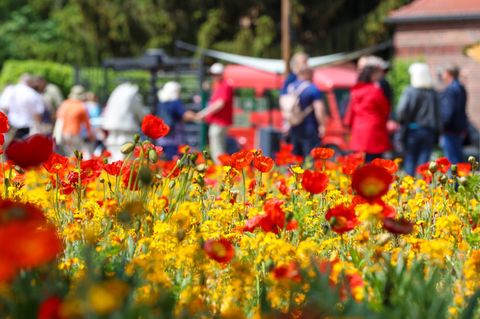 2022 lockte Beelitz um die 560.000 Besucher zur Landesgartenschau. (Archivbild) Foto: Gerald Matzka/dpa