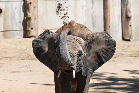 Die fünf Elefanten sollen bereits Anfang 2026 ihren Umzug antreten. (Archivbild) Foto: Heiko Rebsch/dpa