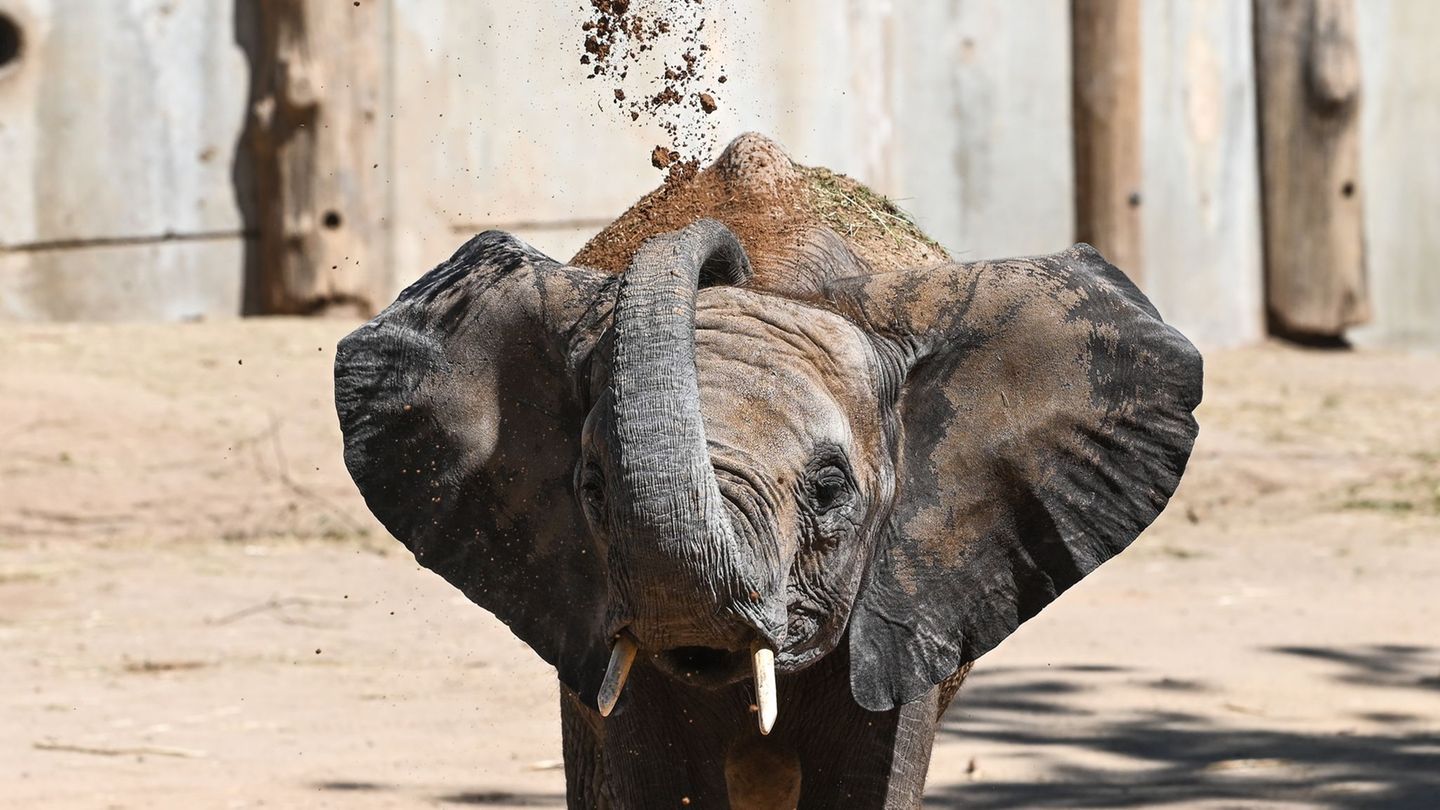 Die fünf Elefanten sollen bereits Anfang 2026 ihren Umzug antreten. (Archivbild) Foto: Heiko Rebsch/dpa