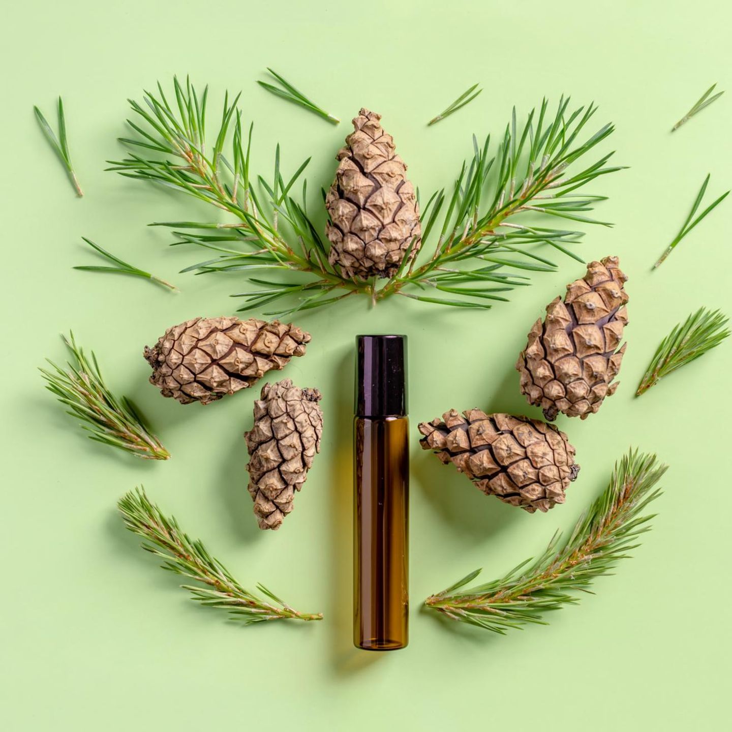 Zedernholz: Aufmacher mit Tannennadeln