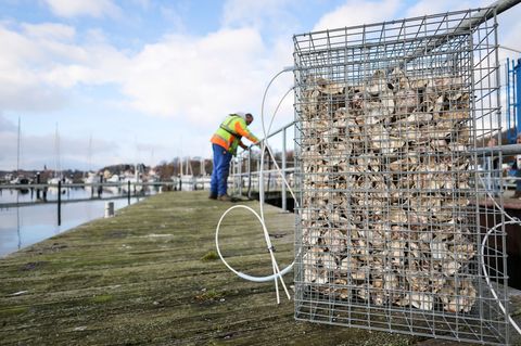 Eine Aufzuchthilfe für Fische aus Draht und Austernschalen. Foto: Christian Charisius/dpa