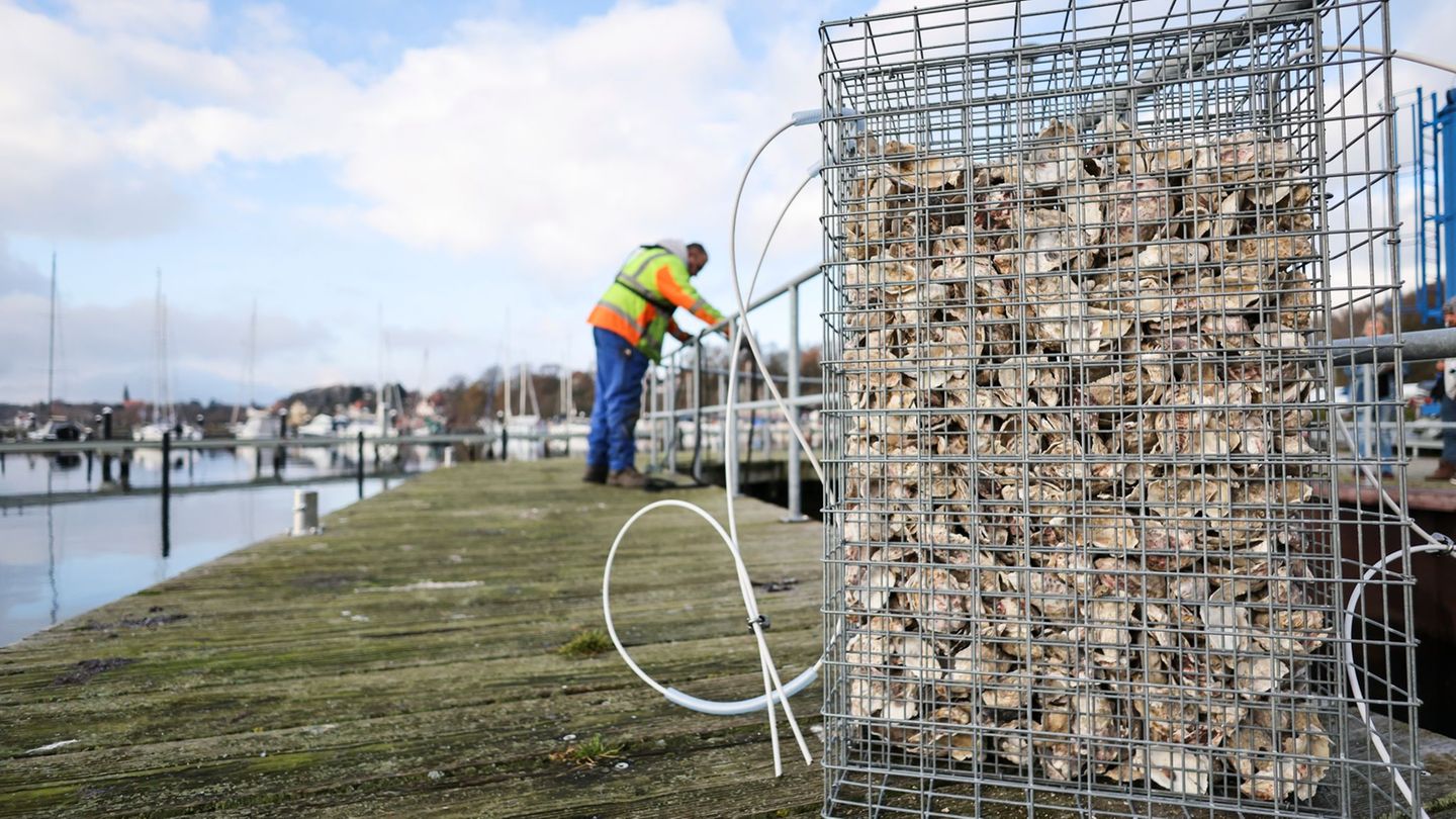 Eine Aufzuchthilfe für Fische aus Draht und Austernschalen. Foto: Christian Charisius/dpa