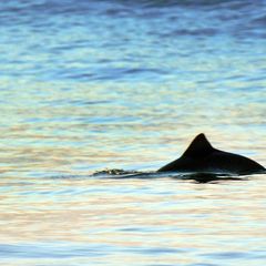Im Fokus des neuen Netzwerks steht der Schutz der Schweinswale vor Sylt und Amrum, wie auch grundsätzlich der Erhalt der Nordsee