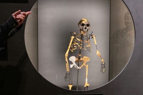 Rekonstruiertes Skelett von Urmensch Lucy